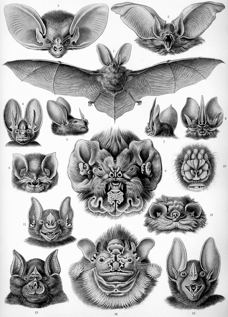 Illustration for article titled Why Would Evolution Favor These Insane Adaptations?